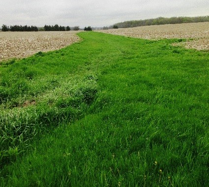 Cover Crop Selection and P Release with Winter Onset