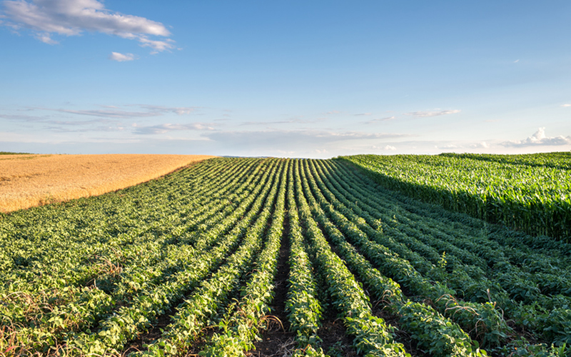Weed Control and Resistance